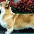 Pembroke welsh corgi a cardigan